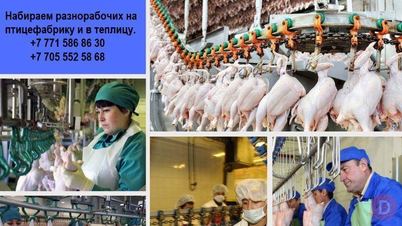 Компания ПРO работа ищeт разнорабочих на работу в птицефабр. и теплицу Almaty - изображение 1