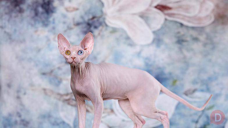 Питомник "Скорпион" предлагает котят. Владивосток - изображение 1