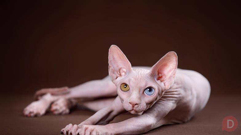 Королевская особа-Эльф, бамбино, сфинкс кошка Екатеринбург - изображение 1