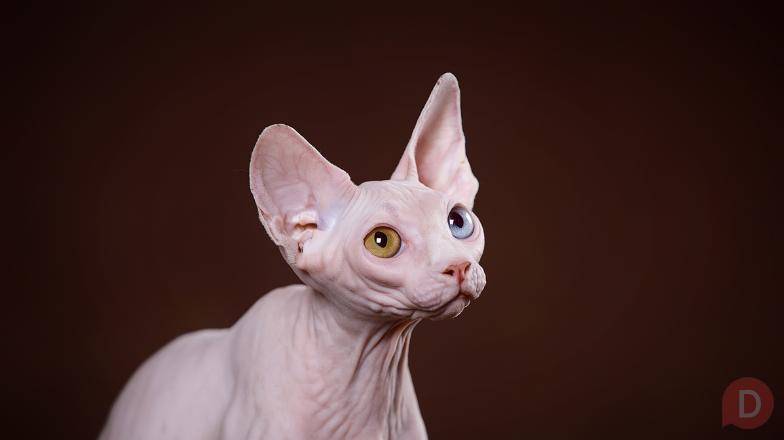 Котята Эльф, бамбино, Сфинкс - ласковое очарование! Волгоград - изображение 1