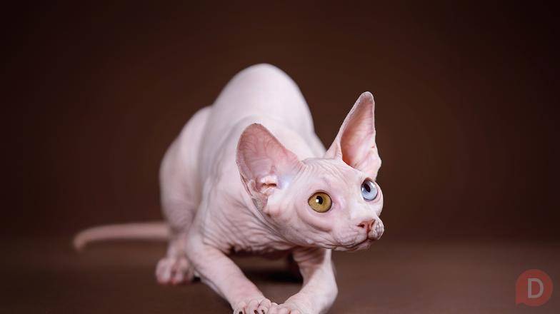 Может ЭТИ глаза вы захотите видеть каждый день?Эльфы, Двэльфы, бамбино Хабаровск - изображение 1