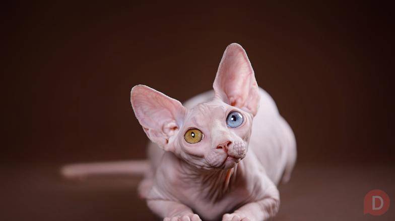 Загадочный Эльф, бамбино или сфинкс - пришелец из другой цивилизации. Краснодар - изображение 1