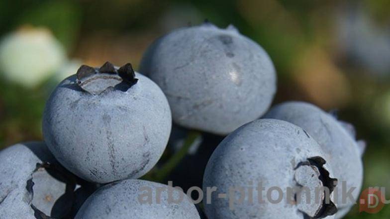 Саженцы и крупномеры голубики купить в Москве и Подмосковье с посадкой Москва - изображение 1