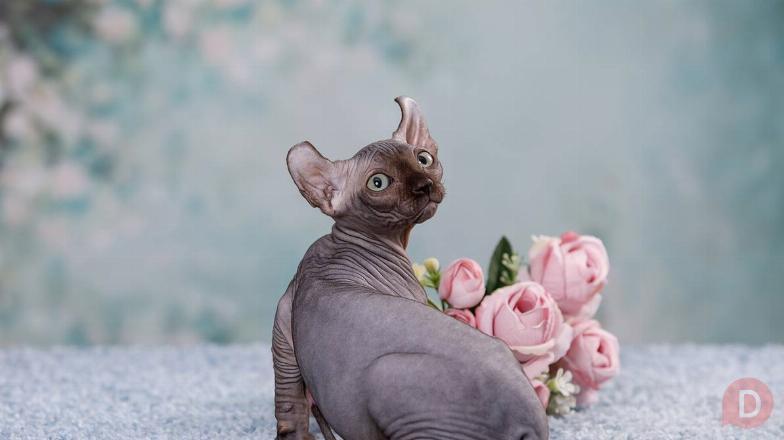 Роскошные из питомника котята Эльф, бамбино или канадский сфинкс. Paris - изображение 1