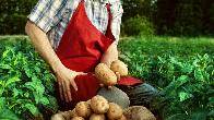 Разнорабочий на производство по выращиванию картофеля