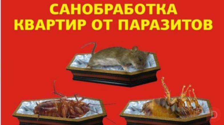 Уничтожение насекомых, плесени, крыс и мышей. Дезинфекция помещений Москва - изображение 1