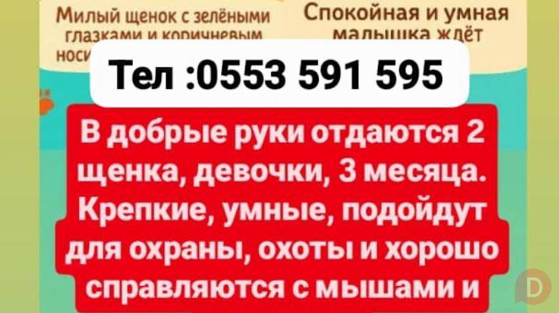Сторожевые и охотничьи щенки Джалал-Абад - изображение 1