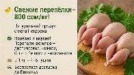 Свежие перепёлки – 800 сом/кг! Натуральный продукт