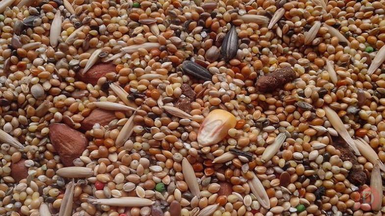 Постійно купуємо зерновідходи та некондиційну агропродукцію Полтава - изображение 1