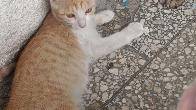 Отдам котенка 3 месяца и кошечку 1 год