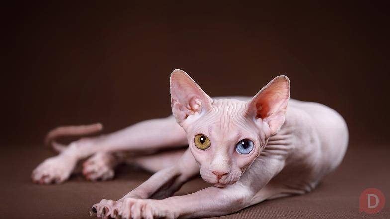 Эльф, Двэльф, бамбино, сфинкс - не обычные кошки. Санкт-Петербург - изображение 1