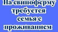 Требуется семья по уходу за свиньями с проживанием село Буденовка,