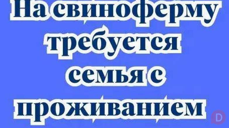 Требуется семья по уходу за свиньями с проживанием село Буденовка, Bishkek - изображение 1