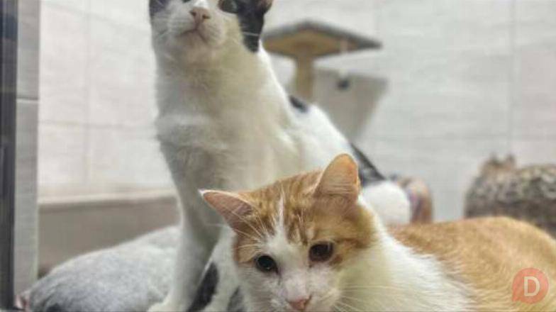 Ветклініка "SOS" - доступна допомога тваринам! Харьков - изображение 1