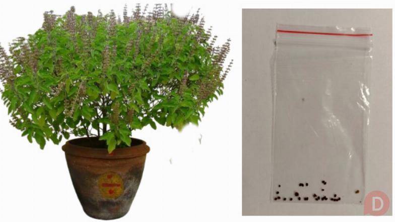 Семена Туласи, в пакетике, для выращивания дома. Москва - изображение 1