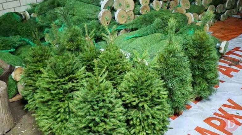 «Ёлочный Базар» - живые елки в Серпухове Серпухов - изображение 1