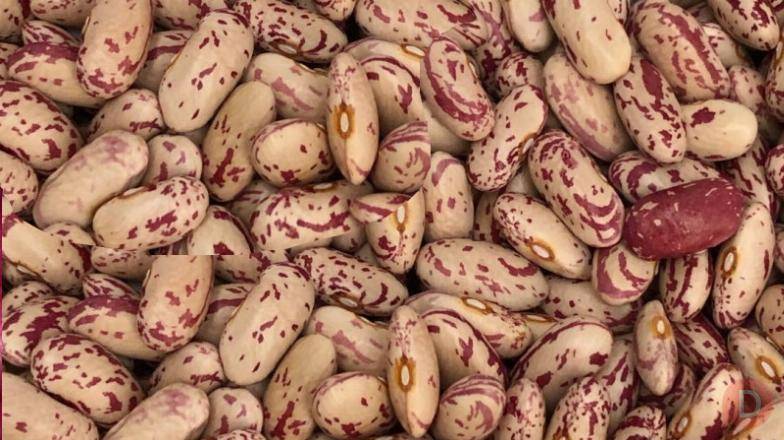 Продаж квасолі. Купити квасолю. Квасоля в наявності Житомир - изображение 1