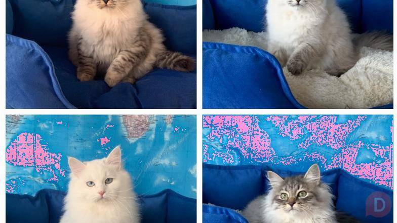 сибирские невские маскарадные котята St. Petersburg - изображение 1