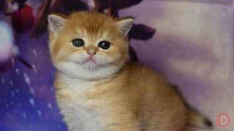 Британские котята разных окрасов Питомник. Москва. Краснодар - изображение 1