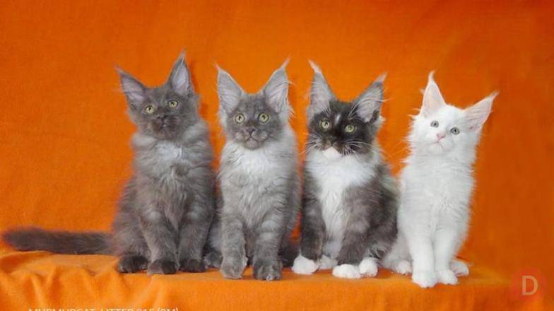 Мейн кун котята питомник Murmurcat Москва Москва - изображение 1