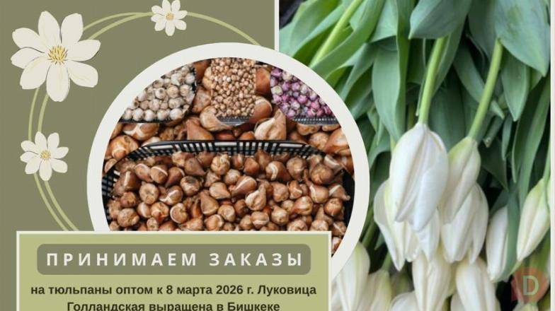 Принимаем заказы на тюльпаны оптом к 8 марта на 2026г. Bishkek - изображение 1