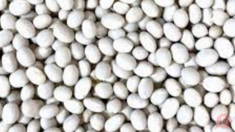 Продаж насіння квасолі. Посівний матеріал квасолі. Луцк - изображение 1