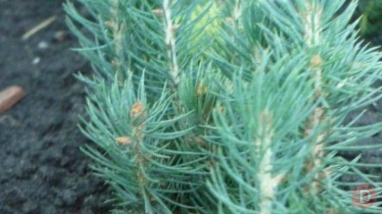 Сеянцы, саженцы хвойных растений из питомника Шахты - изображение 1