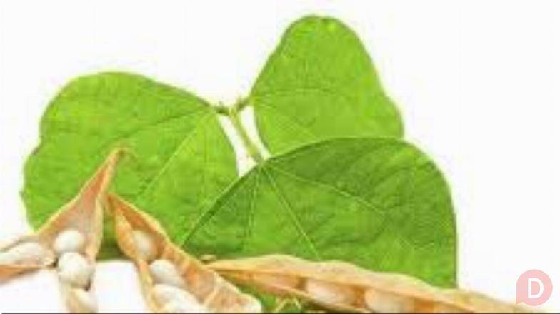 Насіння квасолі Неві Бінс, Червона довга, Пінто, Червона Шапочка. Ивано-Франковск - изображение 1