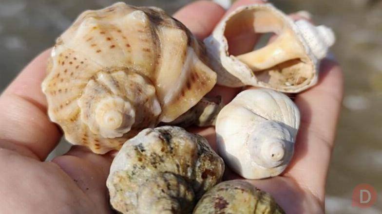 Услуги массажа выезд Бишкек - изображение 1