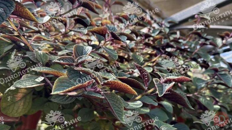 Растения для озеленения - купить в Москве из питомника! Moscow - изображение 1