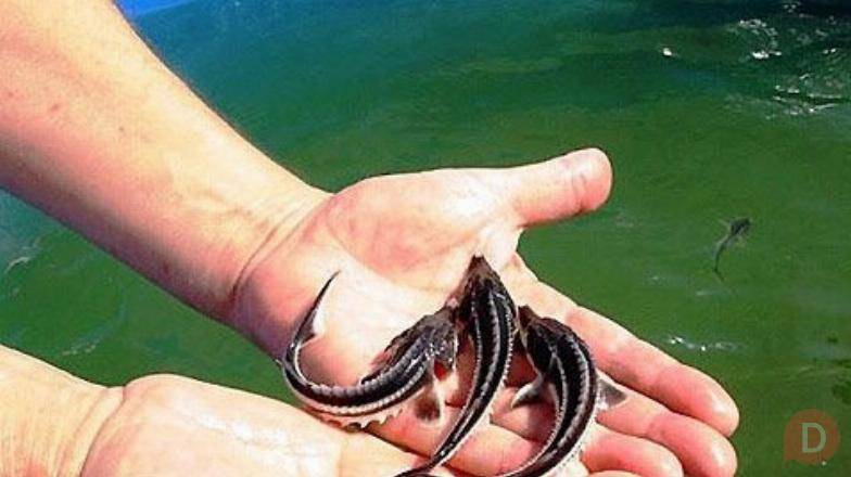 Малек осетра, форель. Ирпень - изображение 1