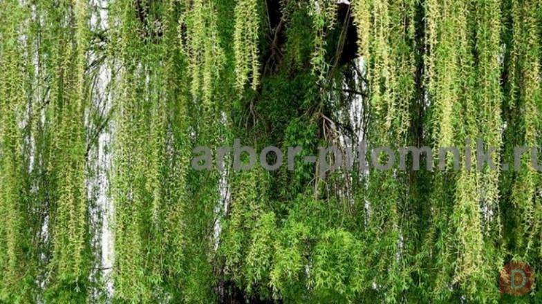 Крупномеры в Москве и Подмосковье с доставкой и посадкой Moscow - изображение 1