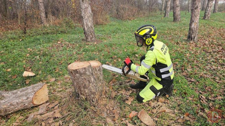 Профессиональные услуги арбориста в Краснодарском крае Краснодар - изображение 1