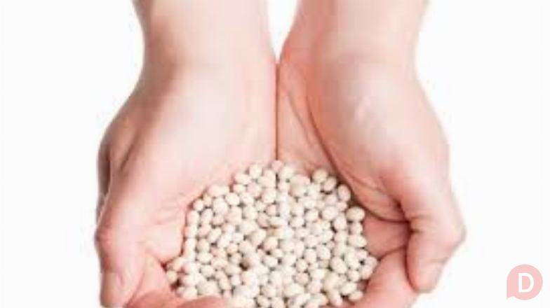 Насіння квасолі. Форвардні контракти. Гарантований викуп врожаю. Луцк - изображение 1