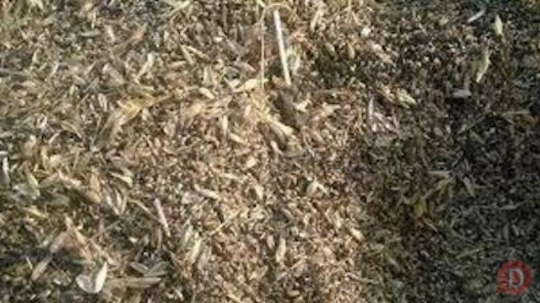 Купимо зерновідходи та некондиційне зерно. Самовивіз по Україні Полтава - изображение 1