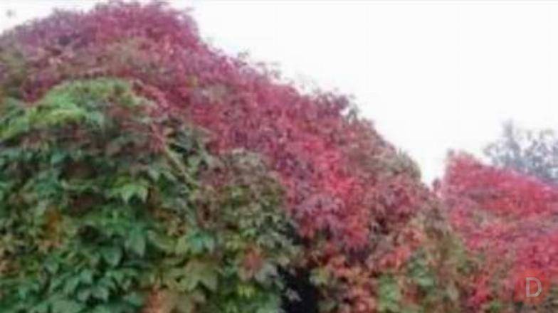 Пионы. Бишкек Пионы травянистые. Пионы кустарниковые. Пионы Bishkek - изображение 1