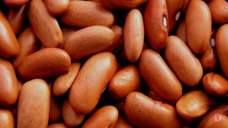 Посівний матеріал квасолі та гарантія стабільного збуту! Кировоград - изображение 1