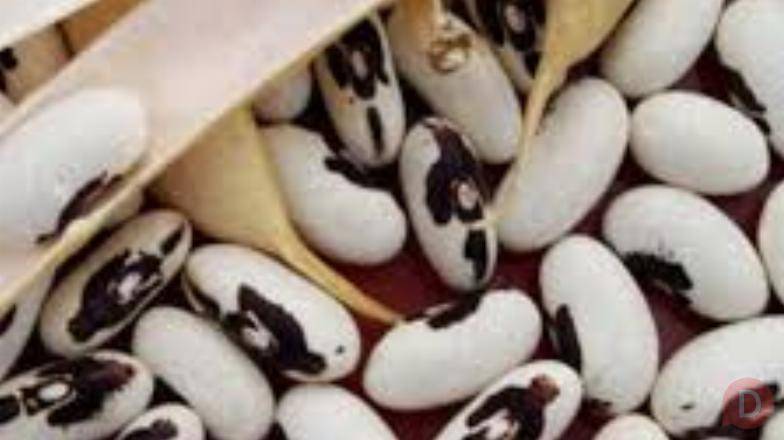 Посівний матеріал квасолі та стабільний ринок збуту Николаев - изображение 1