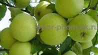 Саженцы яблони из питомника, с доставкой и посадкой по низкой цене