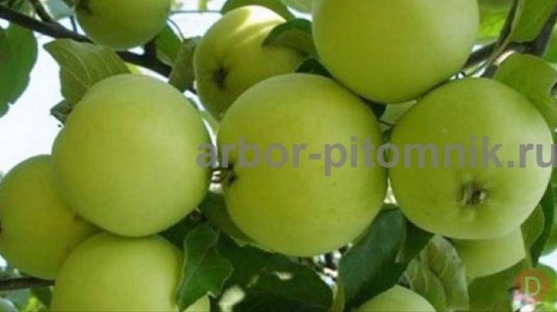 Саженцы яблони из питомника, с доставкой и посадкой по низкой цене Moscow - изображение 1