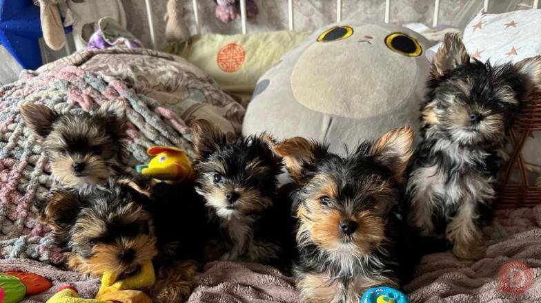 Йоркширский терьер мини, есть доставка Moscow - изображение 1