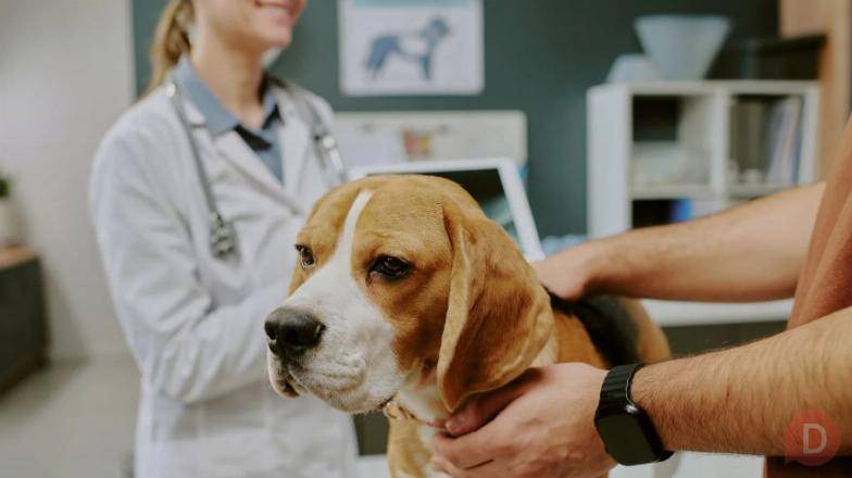 Юнивет - вет клиника Домодедово Домодедово - изображение 1