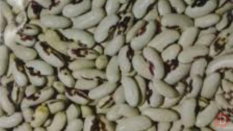 Посівмат квасолі Ред Кідні, Червона Шапочка, Неві Бінс, Пінто Одесса - изображение 1