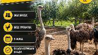 ШАШЫЛЫШ ТҮРДӨ 7-ДААНА ТОО КУШТАР САТЫЛАТ.