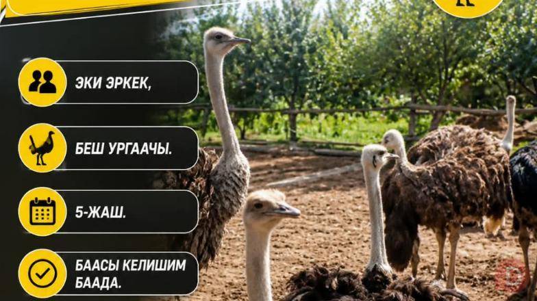 ШАШЫЛЫШ ТҮРДӨ 7-ДААНА ТОО КУШТАР САТЫЛАТ. Bishkek - изображение 1