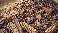 Закуповуємо некондиційне зерно, зерновідходи та побічну агропродукцію